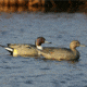 Greenhead Gear Over-Size Duck Decoy,Pintails,1/2 Dozen 73032