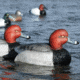 Greenhead Gear Over-Size Duck Decoy,Redheads,1/2 Dozen 73029