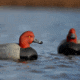 Greenhead Gear Over-Size Duck Decoy,Redheads,1/2 Dozen 73029