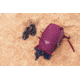 Gregory Swift 16L H2O Hydration Pack - Womens, Amethyst Purple, One Size, 141344-B170