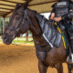 Haven Gear Riot Protection Horse Collar, One Size, HG-HNG