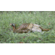 Higdon Outdoors Hard Body Laydown Hen Turkey Decoy, 63133