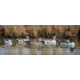 Higdon Outdoors Standard Pintail Decoy, Foam Filled, 6 Pack, Smaller than Lifesize, 19521