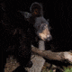 This black bear never saw it coming.