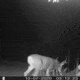 Setting the time on your game camera tells you when they're active, many even have moon phases.