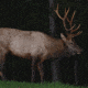 Be sure to set your trail cam appropriately for the target species.