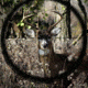 hunter aiming at deer with rifle scope