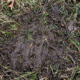Deer scrape on the ground.