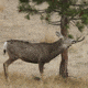 Mule deer scraping.