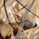 Whitetail scraping.