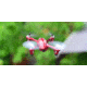 Hubsan X4 H107C Quadcopter, Red/Silver HICH107CRS