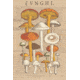 iCanvas Funghi Velenosi II By Wild Apple Portfolio Canvas Print, Multi, 40x26x0.75 WAC1972-1PC3-40x26