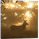 iCanvas Ghost Of The Forest by Greg Morgan Canvas Print, 26 x 26 OXM640-1PC3-26x26