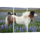 iCanvas Icelandic Horses In A Meadow Of Nootka Lupines, Varmahlid, Skagafjordur, Nordurland Vestra, Iceland by Gareth McCormack Canvas Print, Multi, 40 x 60 GAR50-3PC3-60x40