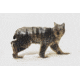 iCanvas Lynx II by Andreas Lie Canvas Print, Multi, 18x12 ALE86-1PC3-18x12