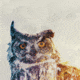 iCanvas Owl by Andreas Lie Canvas Print, Multi, 18x18 ALE107-1PC3-18x18