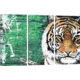 iCanvas Tiger by Piero Manrique Canvas Print, Multi, 40 x 60 PIE59-3PC3-60x40