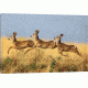 iCanvas Tripple Jump by verdon Canvas Print, 18 x 26 OXM1043-1PC3-26x18