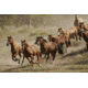 iCanvas Western Ranch Wild Mustangs Canvas Giclee Art Print, Multi, 40x26x0.75 51-1PC3-40x26