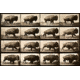 iCanvas Buffalo Running, Animal Locomotion Plate 700 Canvas Print, Multi, 40x26x0.75 PCA459-1PC3-40x26