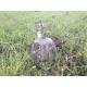 iHunt Predator Call and Decoy, Coyote Decoy - Electronic Predator Call - Predator Call and Decoy - Coyote Call - iHunt, EDIHWAG
