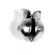 Lazer Sharp Tin Removable Split Shot Sinker,Size 3 Value NLRSV3