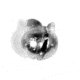 Lazer Sharp Tin Removable Split Shot Sinker,Size 5 Value NLRSV5