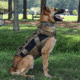 LBT Tactical K9 Harness, Coyote Brown, LBT-1608K-9 COYOTE BROWN