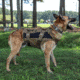 LBT Tactical K9 Harness, Coyote Brown, LBT-1608K-9 COYOTE BROWN