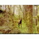 Leupold 8 Megapixel RCX-1 Trail Camera Sample Image