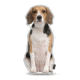 Lifelike Pillows Custom Dog Shaped Pillow, Beagle, 16 inch Tall/4 inch Thick, DOG2-SH-16