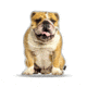 Lifelike Pillows Custom Dog Shaped Pillow, English Bulldog, 16 inch Tall/4 inch Thick, DOG10-SH-16