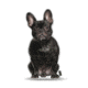 Lifelike Pillows Custom Dog Shaped Pillow, French Bulldog, Black, 16 inch Tall/4 inch Thick, DOG11-SH-16