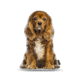 Lifelike Pillows Custom Dog Shaped Pillow, King Charles, Brown, 16 inch Tall/4 inch Thick, DOG19-SH-16