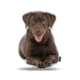 Lifelike Pillows Custom Dog Shaped Pillow, Chocolate Labrador, 16 inch Tall/4 inch Thick, DOG20-SH-16