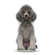 Lifelike Pillows Custom Dog Shaped Pillow, Poodle, Gray, 16 inch Tall/4 inch Thick, DOG23-SH-16