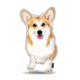 Lifelike Pillows Custom Dog Shaped Pillow, Welsh Corgi, 16 inch Tall/4 inch Thick, DOG27-SH-16