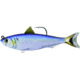 Live Target Blueback Herring Swimbait