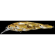 Live Target Yearling Baitball Jerkbait,4.25in,Pearl/Olive Shad 144665