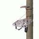 Lone Wolf Treestands Alpha Hang On Tree Stand, Gray AHO II