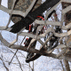 Lone Wolf Treestands Wide Sit and Climb II Combo Tree Stand, Gray WSCC II