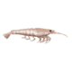 Lunkerhunt Bait Shifter Shrimp kit Shrimp, 1, 3.5in, Blood Fin, BSHRIMP06