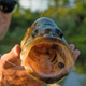 Lunkerhunt Finesse Swimbaits, 1, 3in, Perfect Pumpkin, FS06