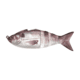 Lunkerhunt Gambit Swimbaits, 1, 4.5in, Silver Side, GS02