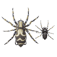 Lunkerhunt Phantom Spider Bait Topwater, 1, 2.25in, Dock, LSPIDER02
