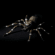 Lunkerhunt Phantom Spider Bait Topwater, 1, 2in, Dock, SPIDER02