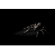 Lunkerhunt Phantom Spider Bait Topwater, 1, 2in, Dock, SPIDER02