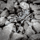 Lunkerhunt Phantom Spider Bait Topwater, 1, 2in, Huntsman, SPIDER08