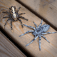 Lunkerhunt Phantom Spider Bait Topwater, 1, 2in, Huntsman, SPIDER08