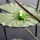 Lunkerhunt Phantom Spider Bait Topwater, 1, 2in, Leaf, SPIDER03